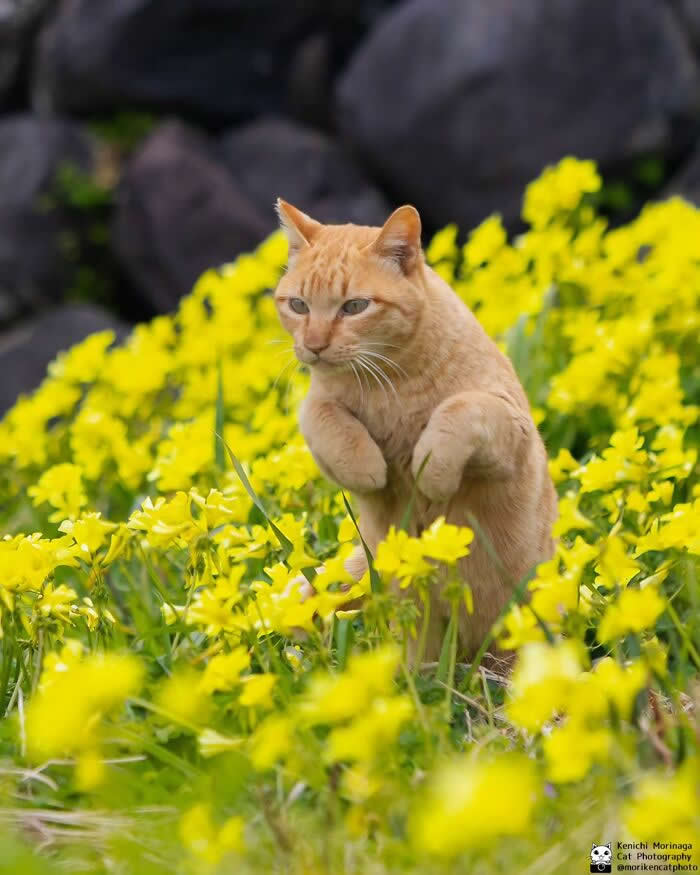 An orange cat standing upright on its hind legs among bright yellow flowers, holding its front paws close to its chest like a curious or startled pose.