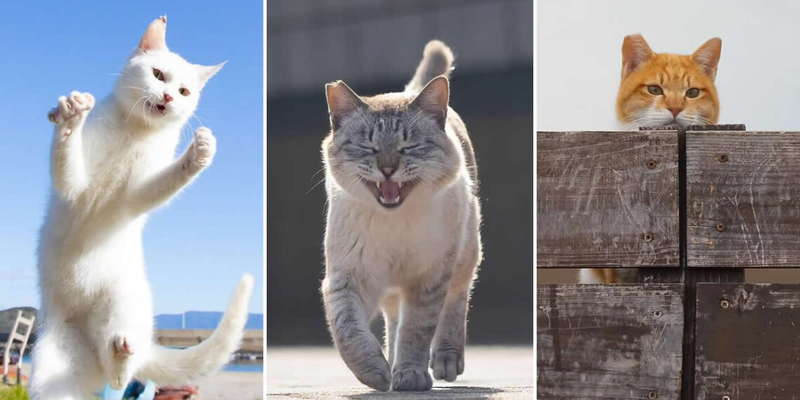 Funny Cat Photos by Kenichi Morinaga