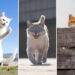 Funny Cat Photos by Kenichi Morinaga