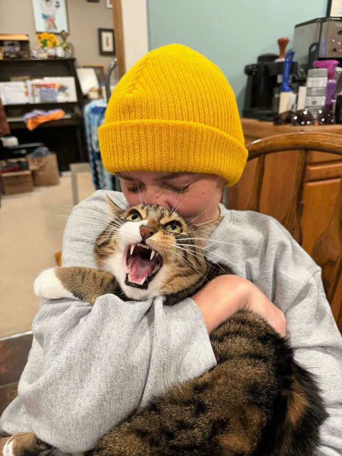 A fluffy tabby cat dramatically screams with its mouth wide open while being tightly hugged by a smiling person wearing a bright yellow beanie indoors.
