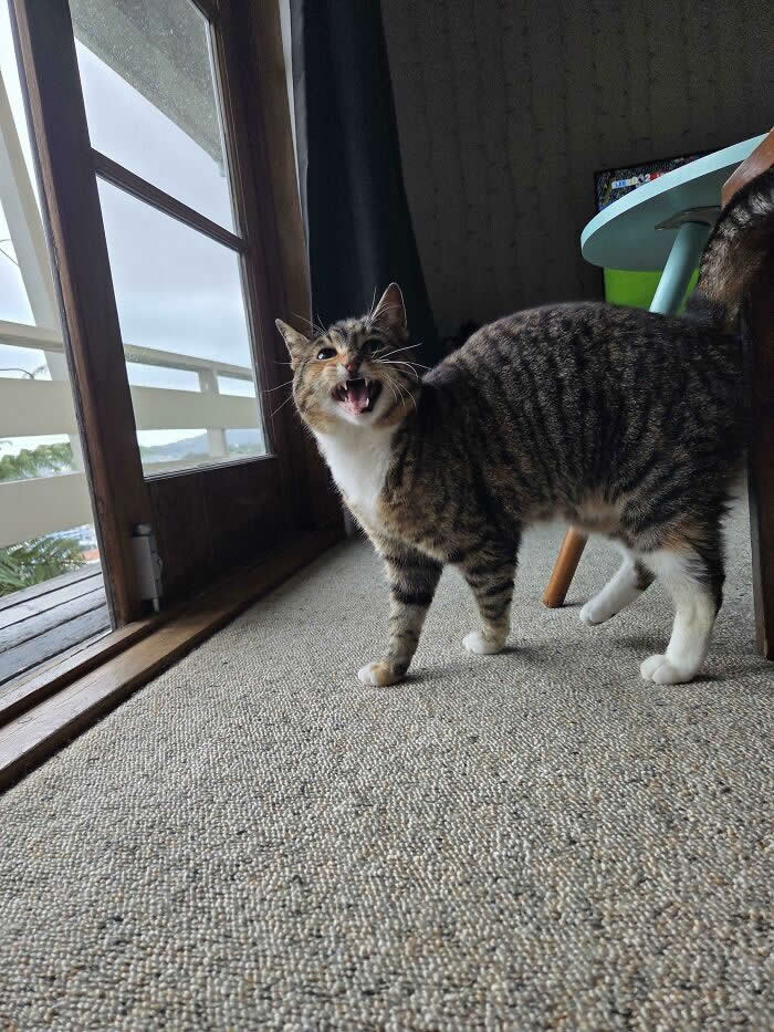 A striped tabby cat stands on a carpet near a glass door with its mouth wide open as if loudly meowing or yelling indoors.