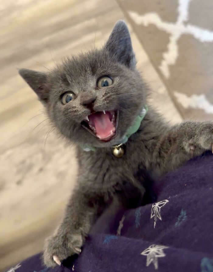 A tiny gray kitten with bright eyes and a small bell collar clings to someone&rsquo;s clothing while loudly meowing with its mouth wide open.