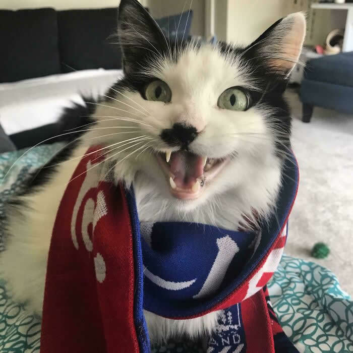 A black-and-white fluffy cat wrapped in a colorful blanket looks at the camera with its mouth open as if loudly meowing or talking indoors.