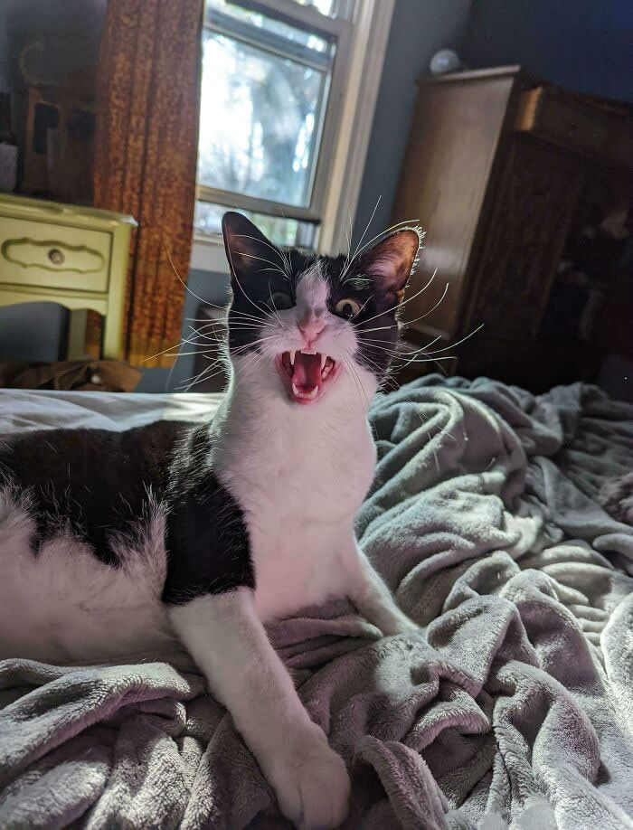 A black-and-white cat sits on a messy bed with its mouth wide open, appearing to loudly meow or scream while sunlight shines through a nearby window.