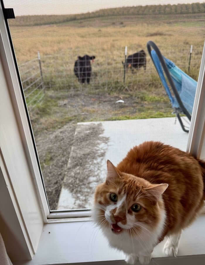 An orange-and-white fluffy cat stands by a glass door with its mouth open as if meowing, while cows can be seen outside in a grassy field.