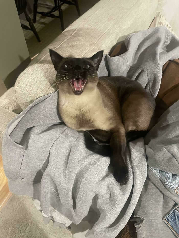 A Siamese cat lounges on a pile of gray clothes on a couch with its mouth wide open, appearing to loudly meow or yell.