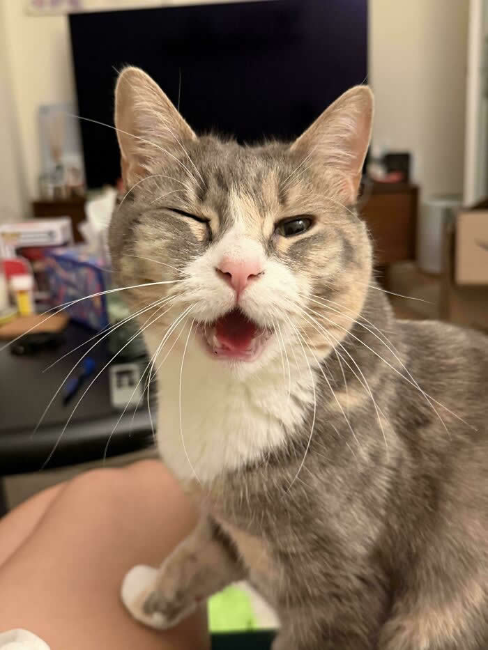 A gray-and-white cat with one eye partly closed sits indoors with its mouth open, appearing to meow or complain while looking toward the camera.