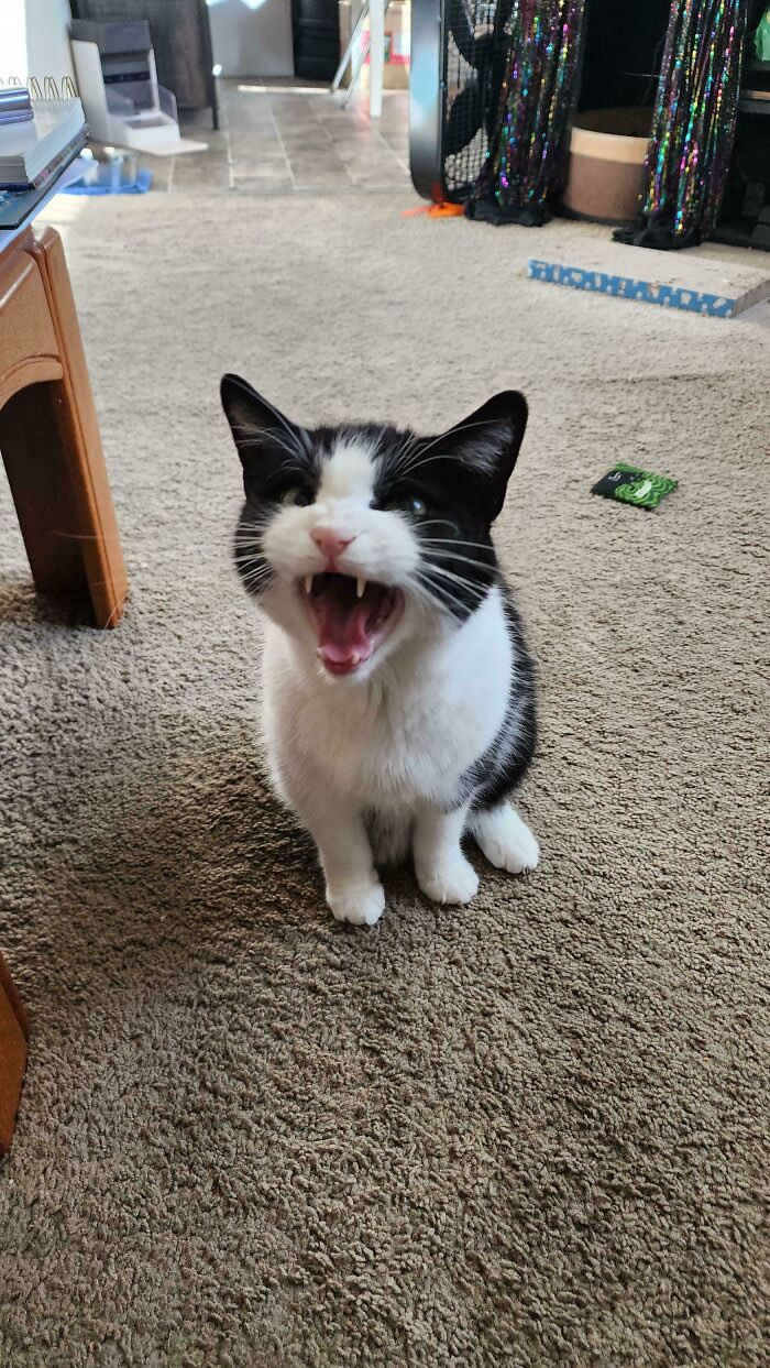 A black-and-white kitten sits on a carpeted floor with its mouth wide open, appearing to loudly meow or yell inside a living room.