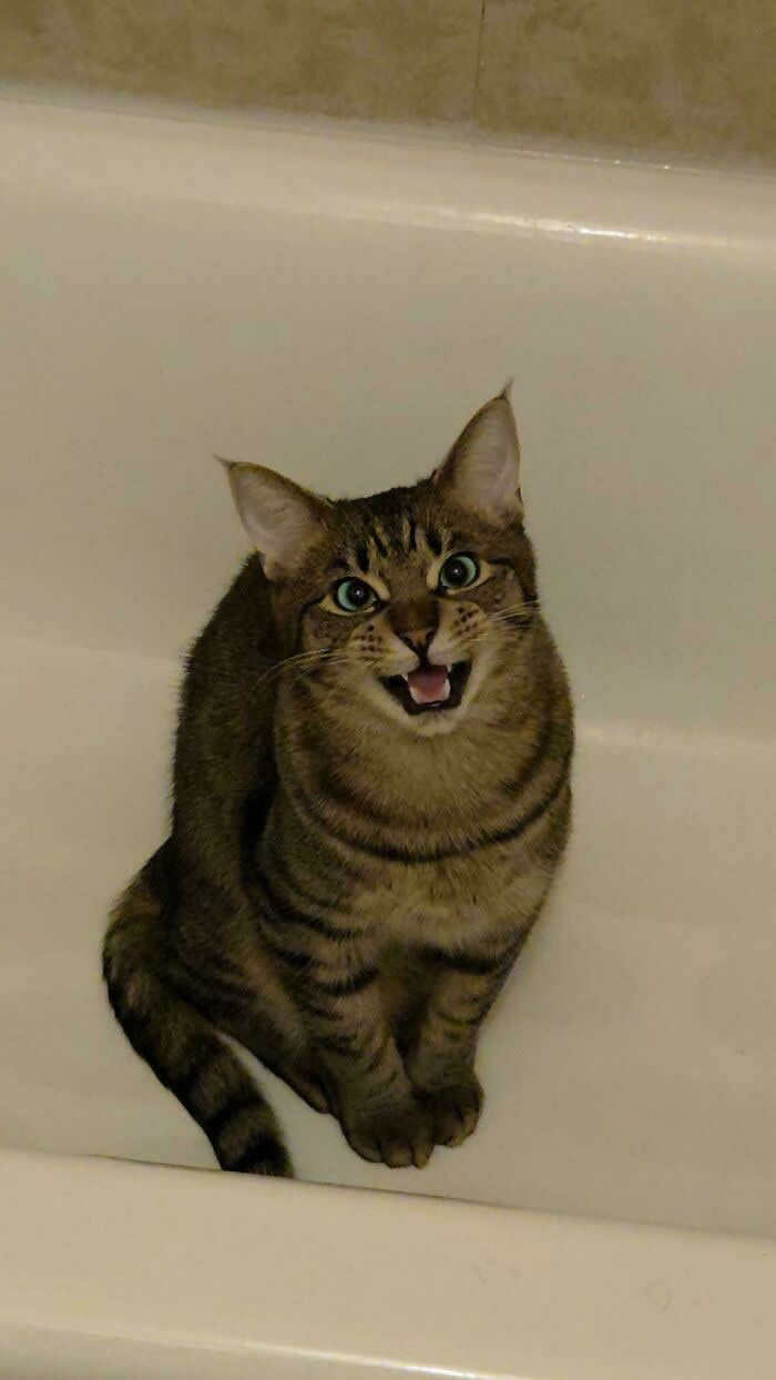 A striped tabby cat sits inside a white bathtub with its mouth open, appearing to loudly meow while staring toward the camera.