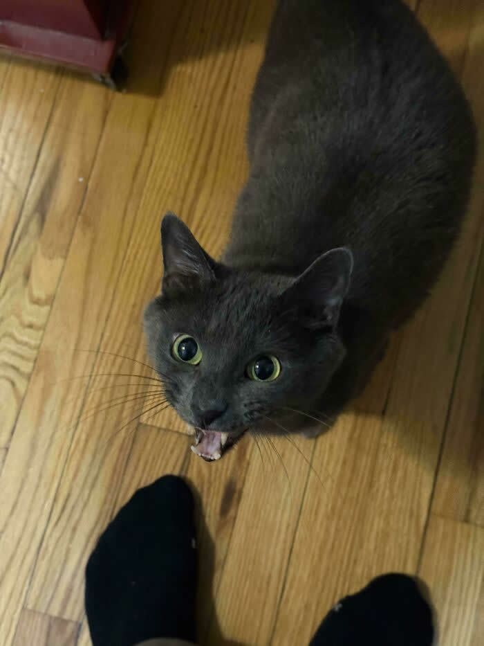 A gray cat stands on a wooden floor looking up with wide eyes and its mouth open, appearing to loudly meow at a person nearby.