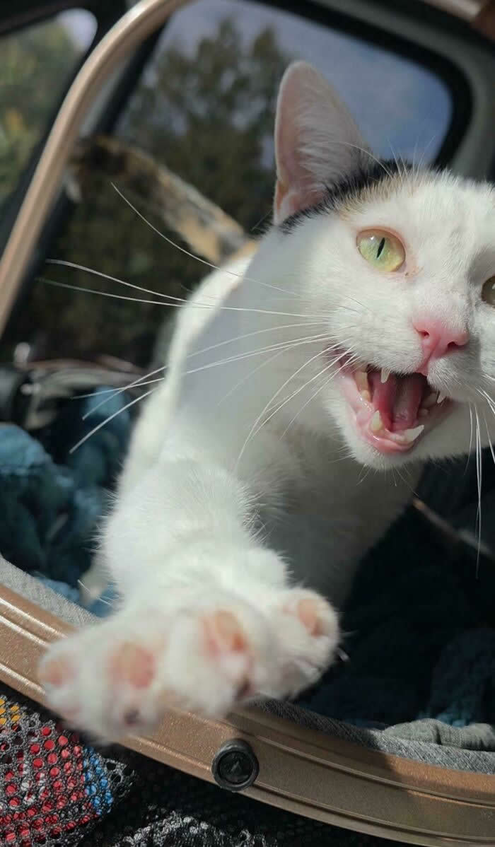 A white cat with green eyes stretches its paw toward the camera with its mouth open, appearing to loudly meow from inside a pet carrier.