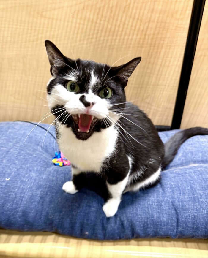 A black-and-white cat sits on a blue cushion with its mouth wide open, appearing to loudly meow or yell while staring at the camera.