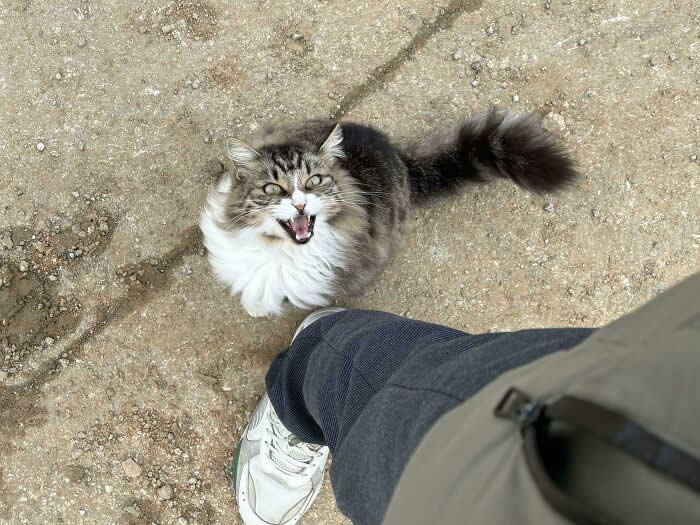 A fluffy gray-and-white cat stands outdoors near a person&rsquo;s leg with its mouth open, appearing to loudly meow while looking upward.