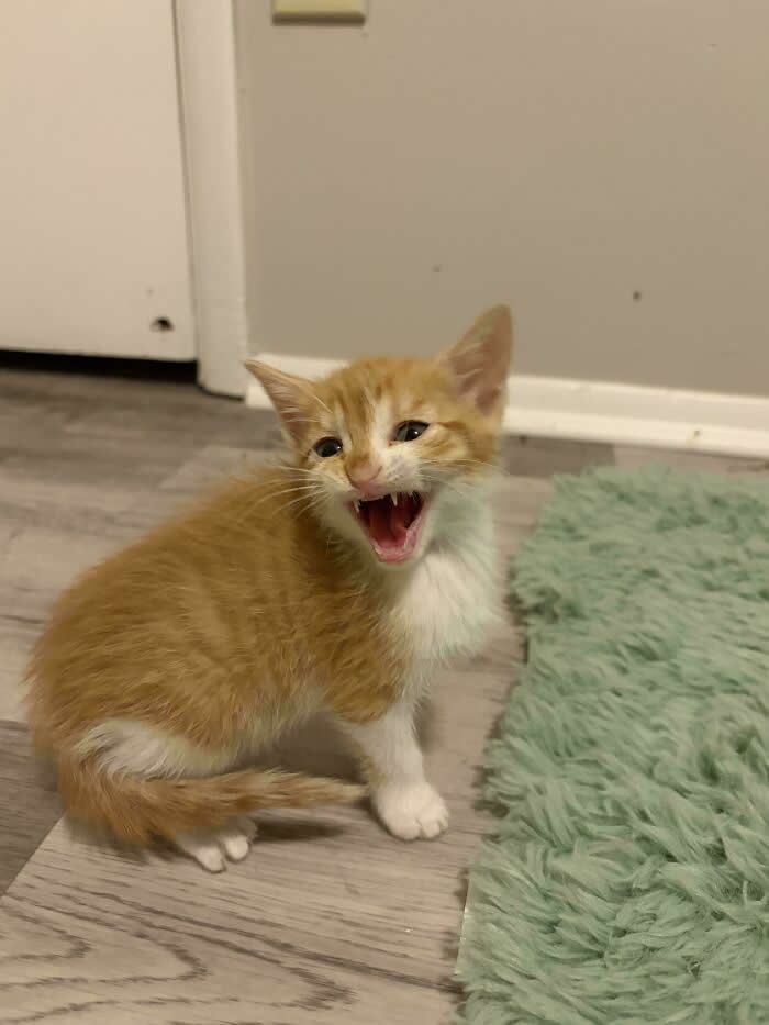 A small orange-and-white kitten stands on a floor beside a fuzzy green rug with its mouth wide open, appearing to loudly meow or squeak.