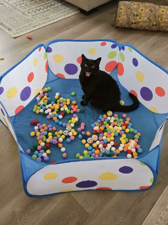 A black cat sits inside a colorful playpen filled with multicolored pom-poms and toy balls with its mouth open, appearing to loudly meow indoors.