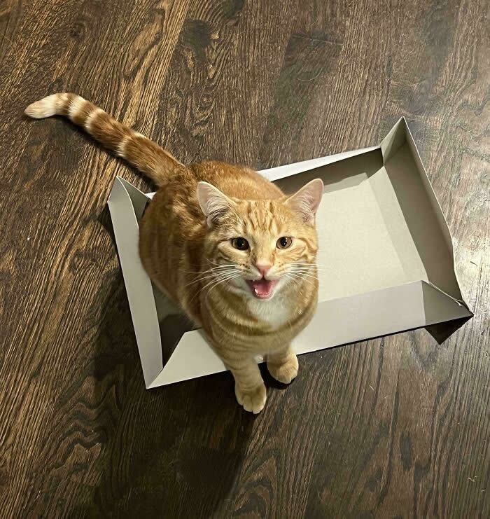 An orange tabby cat sits inside a shallow cardboard tray on a wooden floor with its mouth open, appearing to loudly meow at the camera.