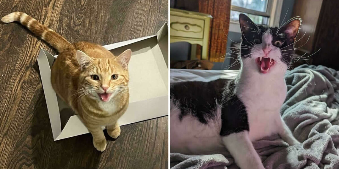 Funny Cats Who Refused To Stay Quiet and Totally Owned the House