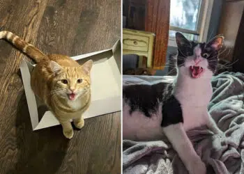 Funny Cats Who Refused To Stay Quiet and Totally Owned the House