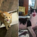 Funny Cats Who Refused To Stay Quiet and Totally Owned the House