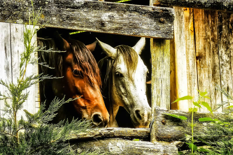 Gurushots Tell a Story Winners Photo Challenge
