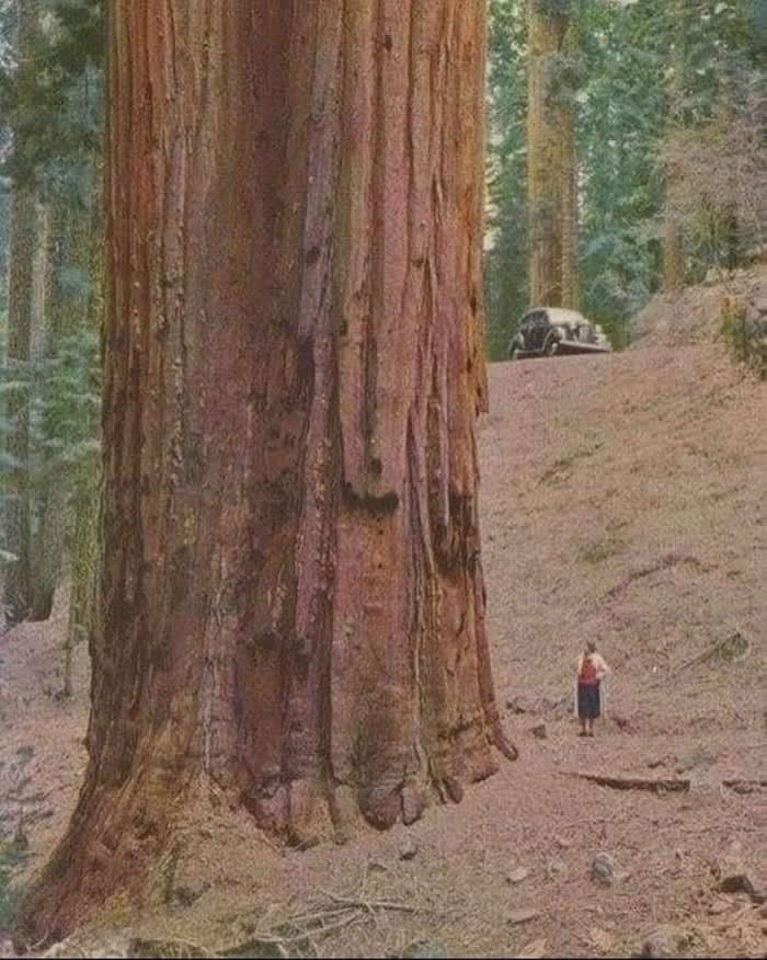 A woman in the 1950s standing next to a Redwood tree