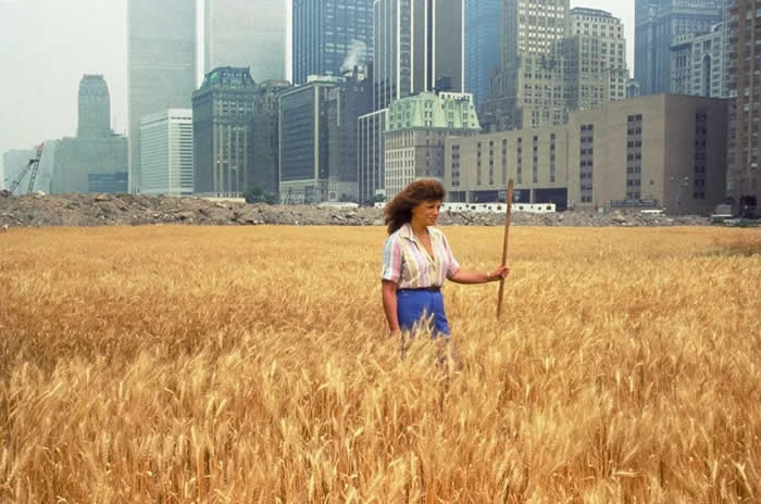 A wheat field in Manhattan, New York, 1982 &mdash; part of artist Agnes Denes&rsquo; &ldquo;Wheatfield &ndash; A Confrontation,&rdquo; an environmental art project. It was planted on a landfill near the World Trade Center.