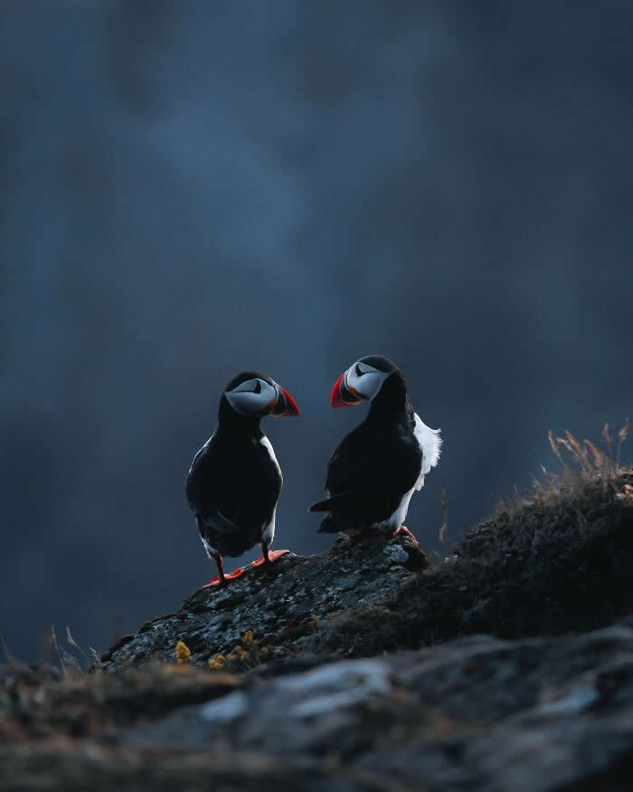 Two Atlantic puffins standing on rocky ground in dim blue light, facing each other against a moody Icelandic coastal background.