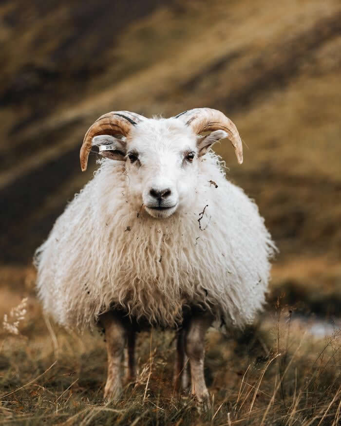 A fluffy white Icelandic ram with curved horns standing in grassy terrain against a soft brown mountain backdrop.