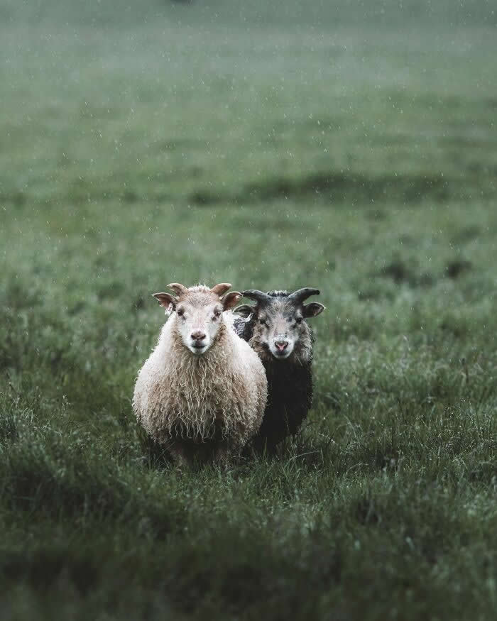 Two Icelandic sheep standing side by side in a lush green field during light rain, one white and one dark-colored, staring directly at the camera.