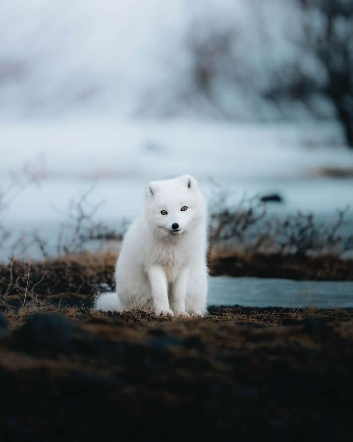 A white Arctic fox sitting on dark ground near icy water, surrounded by a cold and snowy Icelandic landscape.