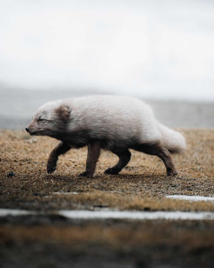 A white Arctic fox walking across dry grassy terrain in Iceland, captured in motion against a soft and misty background.