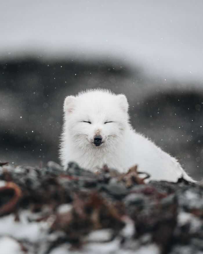A fluffy white Arctic fox resting on snowy rocky ground with its eyes closed as snowflakes fall softly around it.