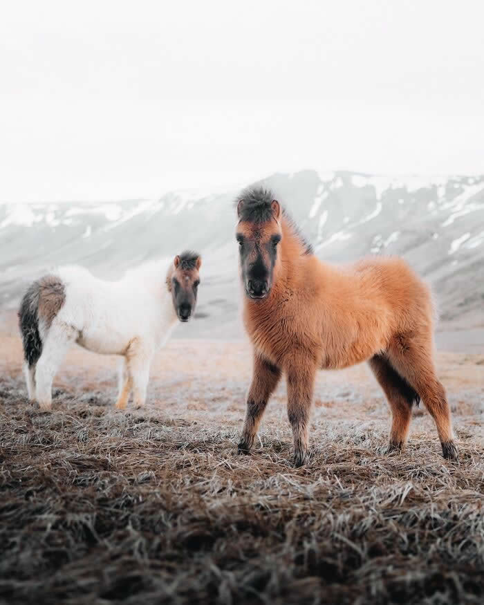 Two young Icelandic horses standing on a dry grassy landscape with snowy mountains in the background, one brown foal in sharp focus and another white horse behind it.
