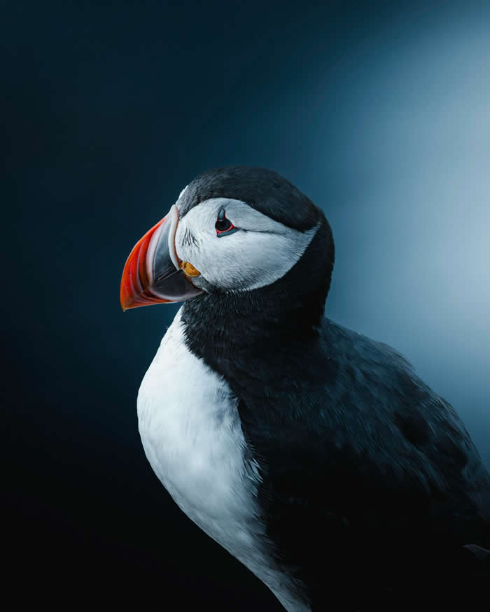 A close-up portrait of an Atlantic puffin with a vibrant orange beak and black-and-white feathers set against a dark blue background.