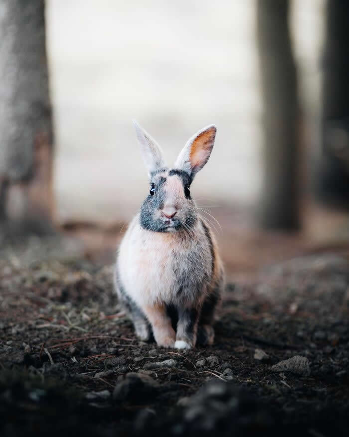 A small gray-and-white rabbit sitting on forest ground with blurred trees in the background, looking directly at the camera.