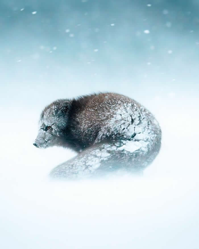 A snow-covered Arctic fox curled up in a blizzard, blending into the icy white landscape as snow falls around it.