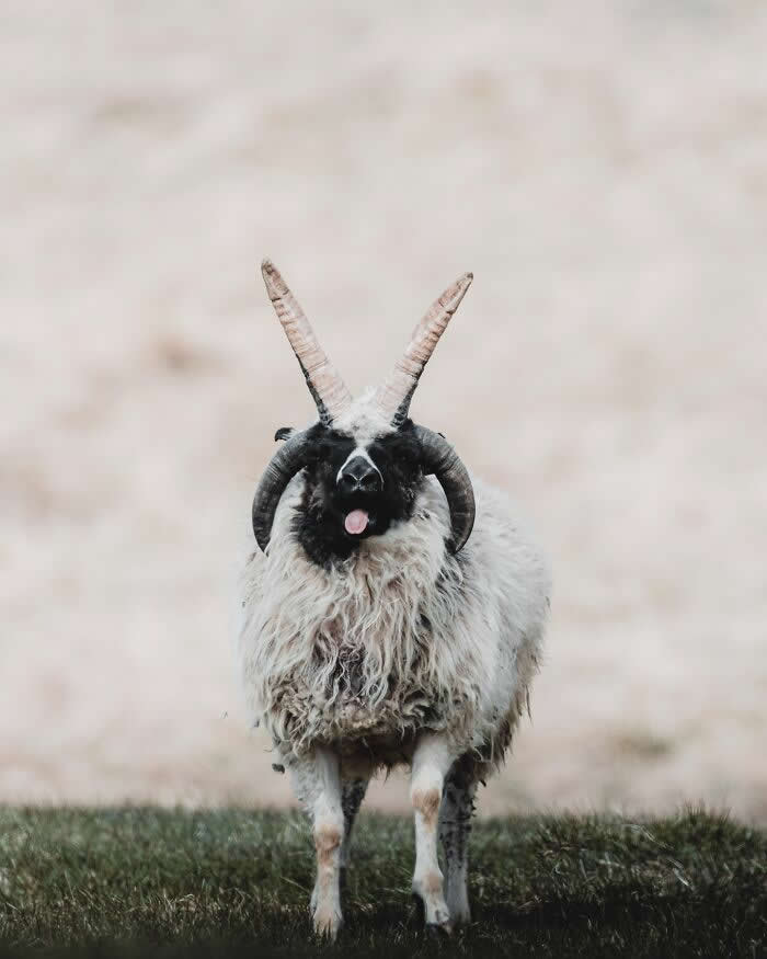 A shaggy Icelandic sheep with large curved horns standing on grassy land with its tongue sticking out against a soft neutral background.