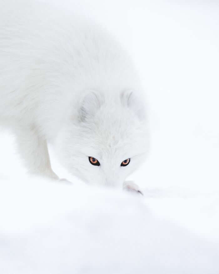 A white Arctic fox blending into deep snow, with only its piercing amber eyes and part of its face visible in the frozen landscape.