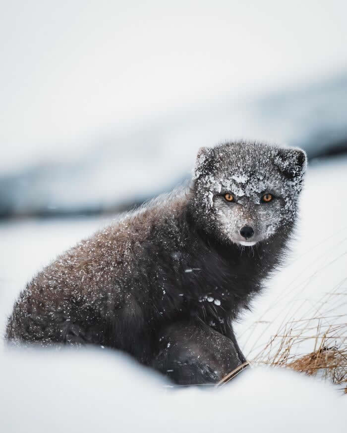 A dark Arctic fox covered in snow sitting in a frozen Icelandic landscape, staring intensely with glowing amber eyes.