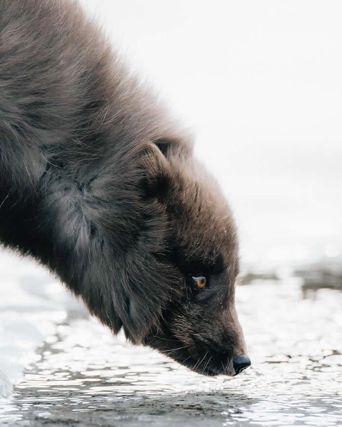 A dark Arctic fox leaning down to drink from icy water, captured in close-up with soft winter light and a snowy background.