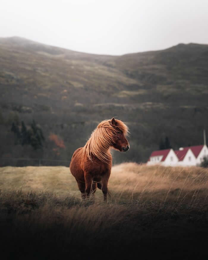 A chestnut Icelandic horse standing in a grassy field with mountains and small countryside houses blurred in the background.