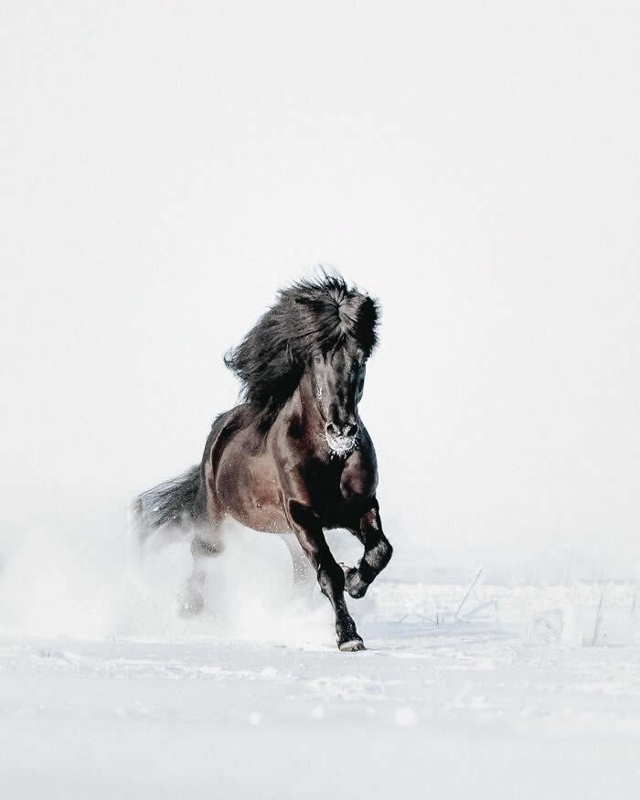 A powerful black Icelandic horse galloping through deep snow with its mane flowing dramatically against a bright winter backdrop.