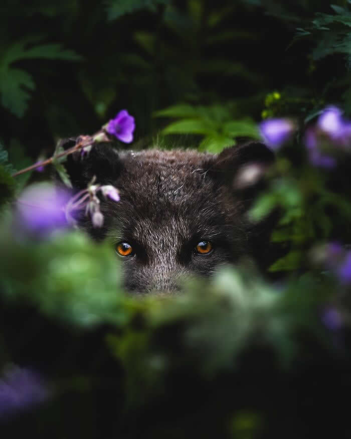 A dark Arctic fox peeking through lush green plants and purple wildflowers, with its glowing amber eyes sharply focused on the viewer.