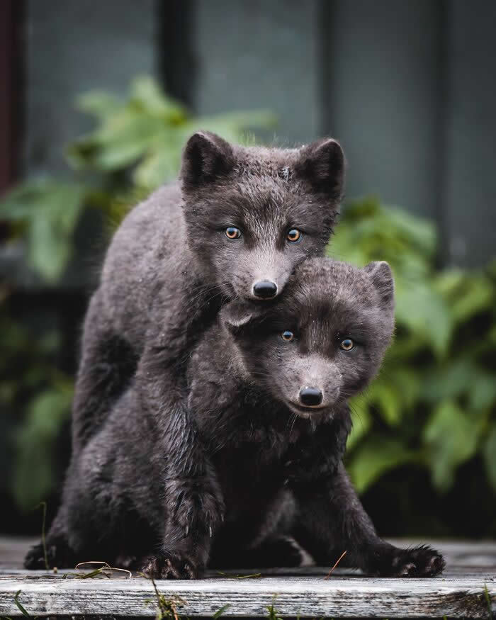 Two young Arctic foxes with dark fur sitting closely together on a wooden surface, surrounded by soft green foliage in the background.