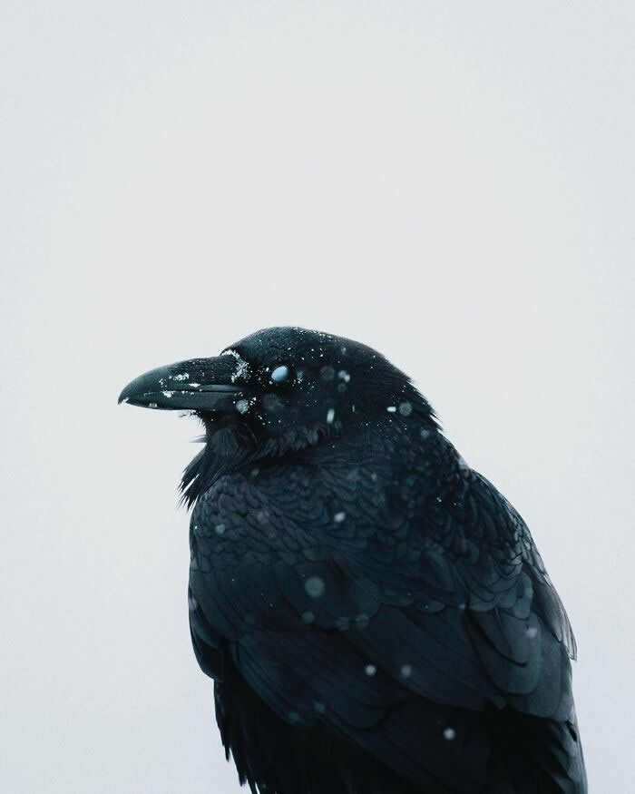 A black raven perched in falling snow, its dark feathers shimmering with icy details against a pale gray winter sky.