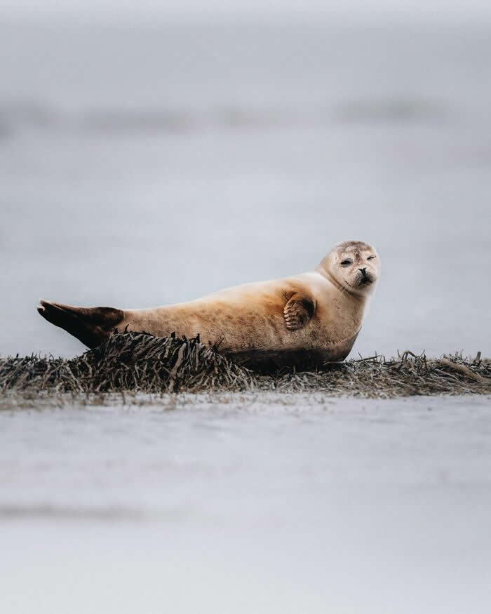 A seal resting on a patch of seaweed along a quiet Icelandic shoreline, lifting one flipper while surrounded by calm gray water.