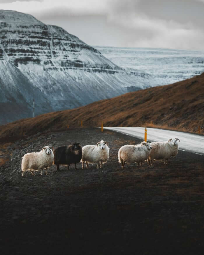A group of Icelandic sheep standing beside a winding road with dramatic snow-covered mountains rising in the background.