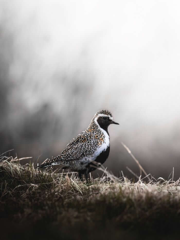 A speckled shorebird standing on grassy ground in a misty Icelandic landscape, with soft blurred trees fading into the background.