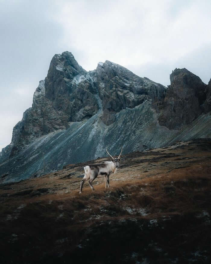 A reindeer standing on rugged Icelandic terrain with towering rocky mountains rising dramatically in the background under a cloudy sky.