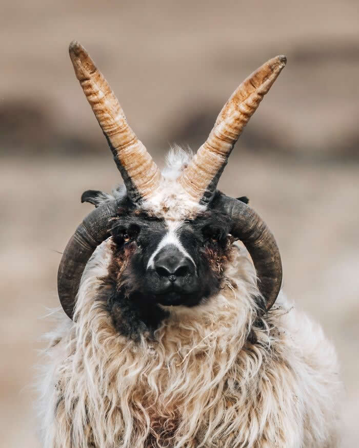 A close-up portrait of a shaggy Icelandic ram with massive curved horns and thick wool, staring directly at the camera against a soft blurred background.